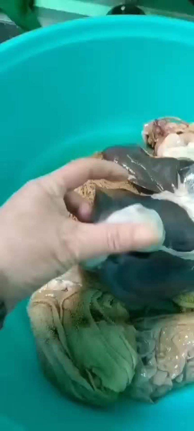 羊结石