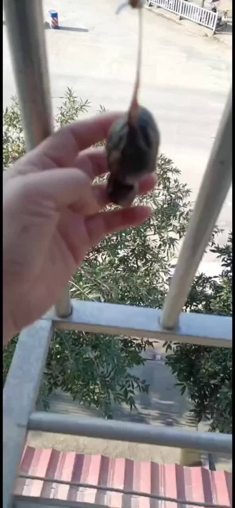 羊结石