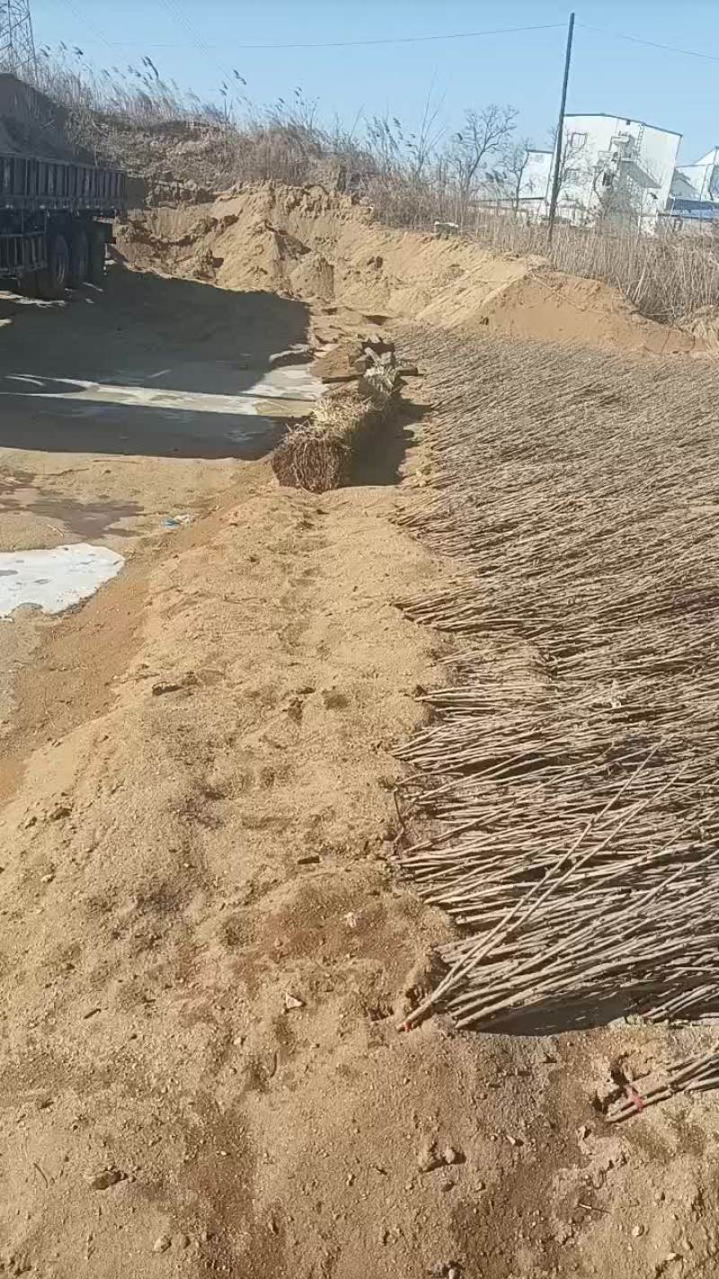 榛子苗