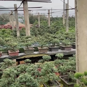 五针松盆景基地批发，年底低价出，