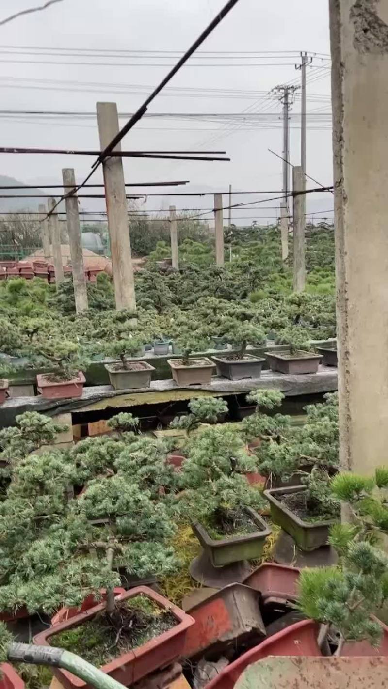 五针松盆景基地批发，年底低价出，