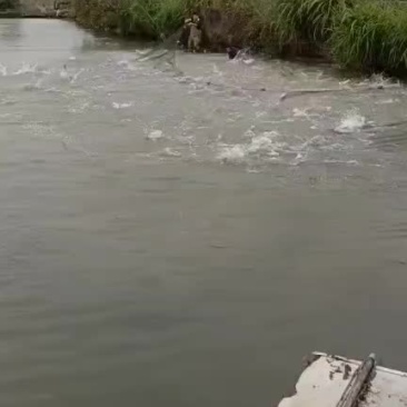 清水自养鱼
