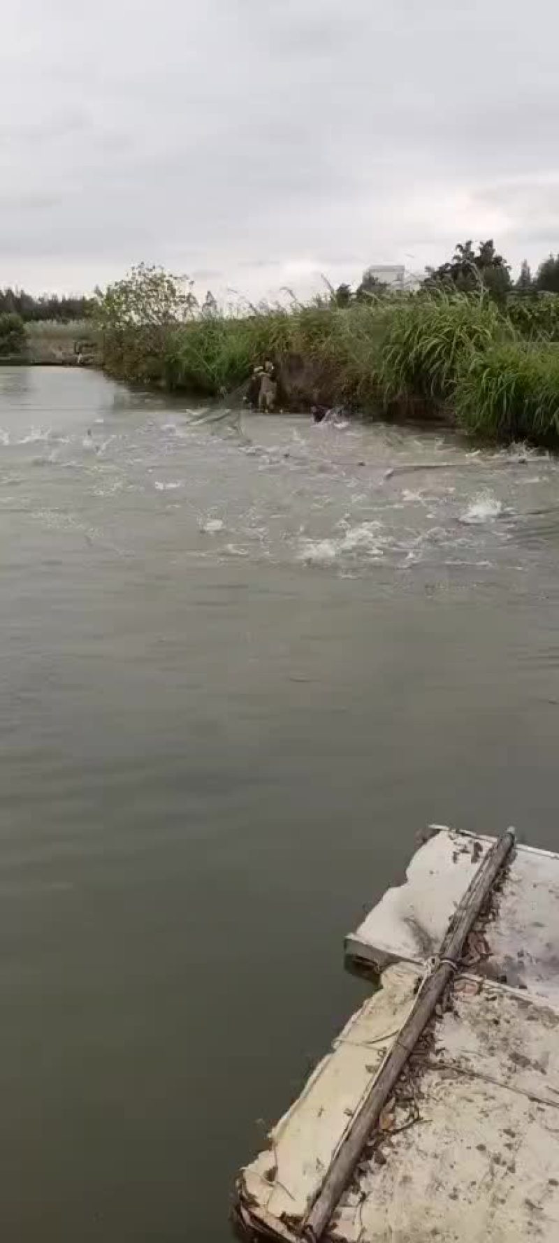 清水自养鱼