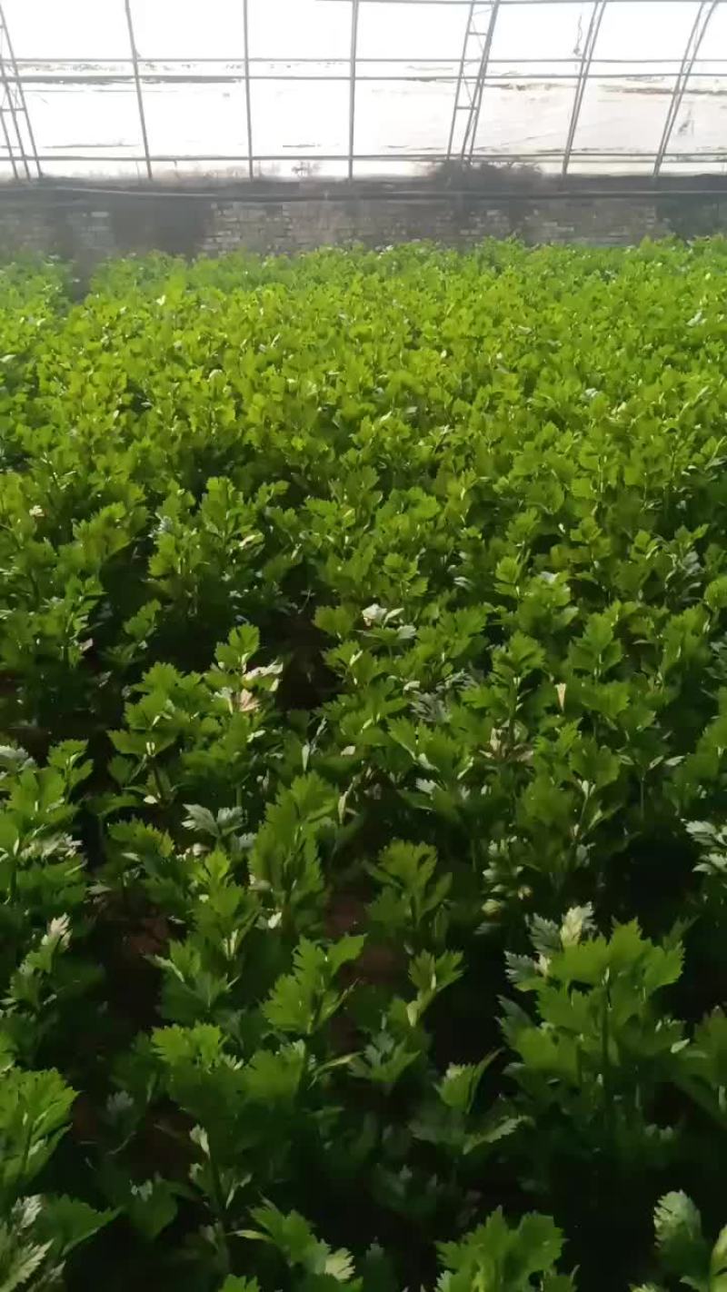 芹菜