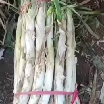干存大葱