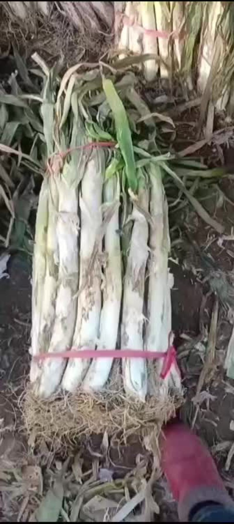 干存大葱