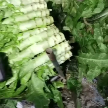 莴笋