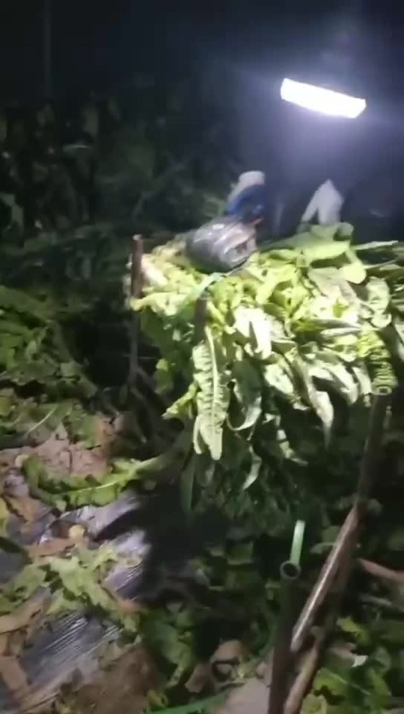 莴笋