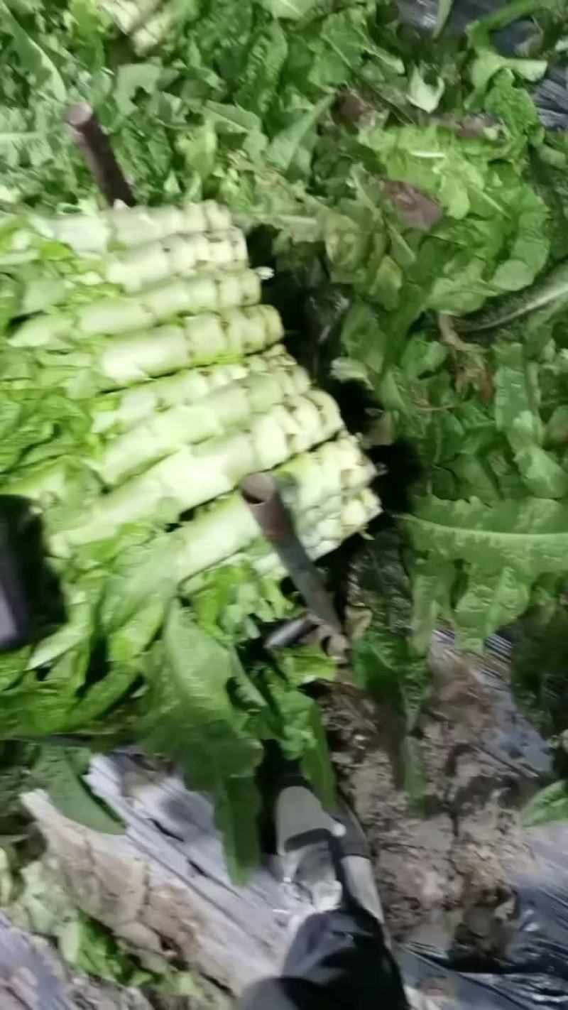 莴笋
