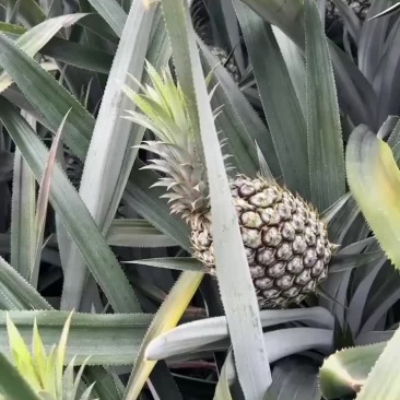 云南香水菠萝