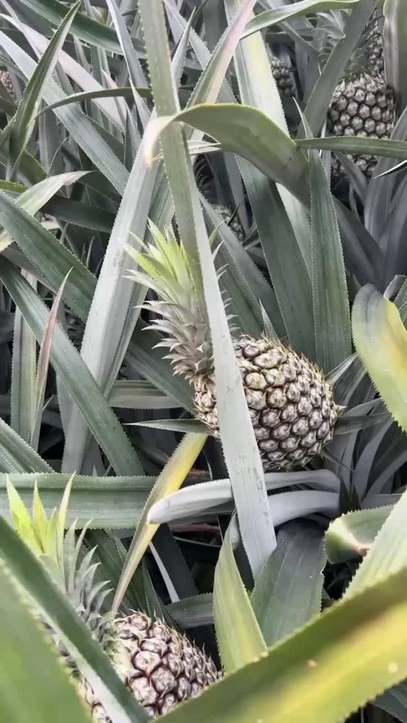 云南香水菠萝