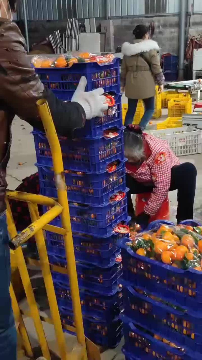 广西沙塘桔个个咱卖的就是便宜