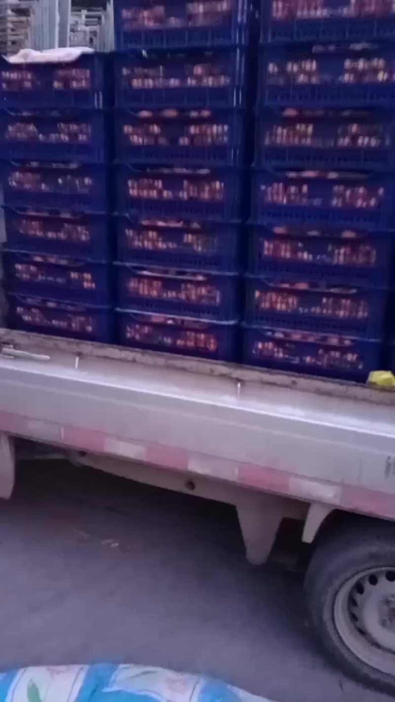 广西沙塘桔个个咱卖的就是便宜