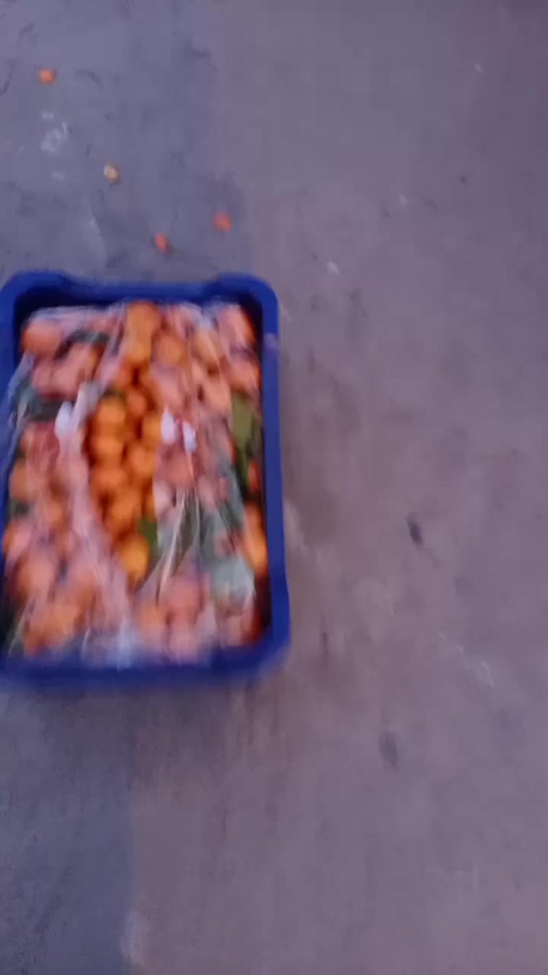 广西沙塘桔个个咱卖的就是便宜