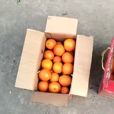 脐橙