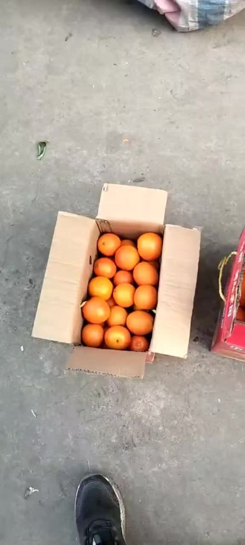 脐橙