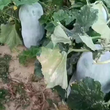 地冬瓜