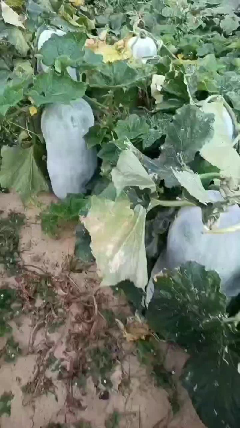 地冬瓜