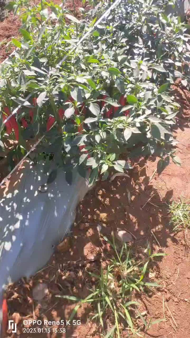海花红椒