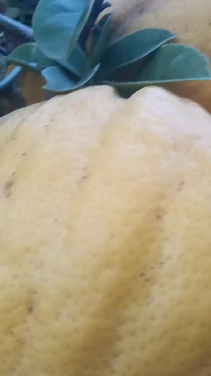 香橼果