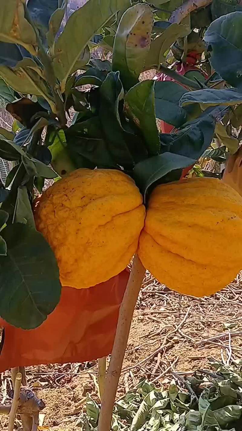 香橼果