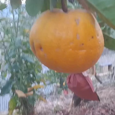 香橼果