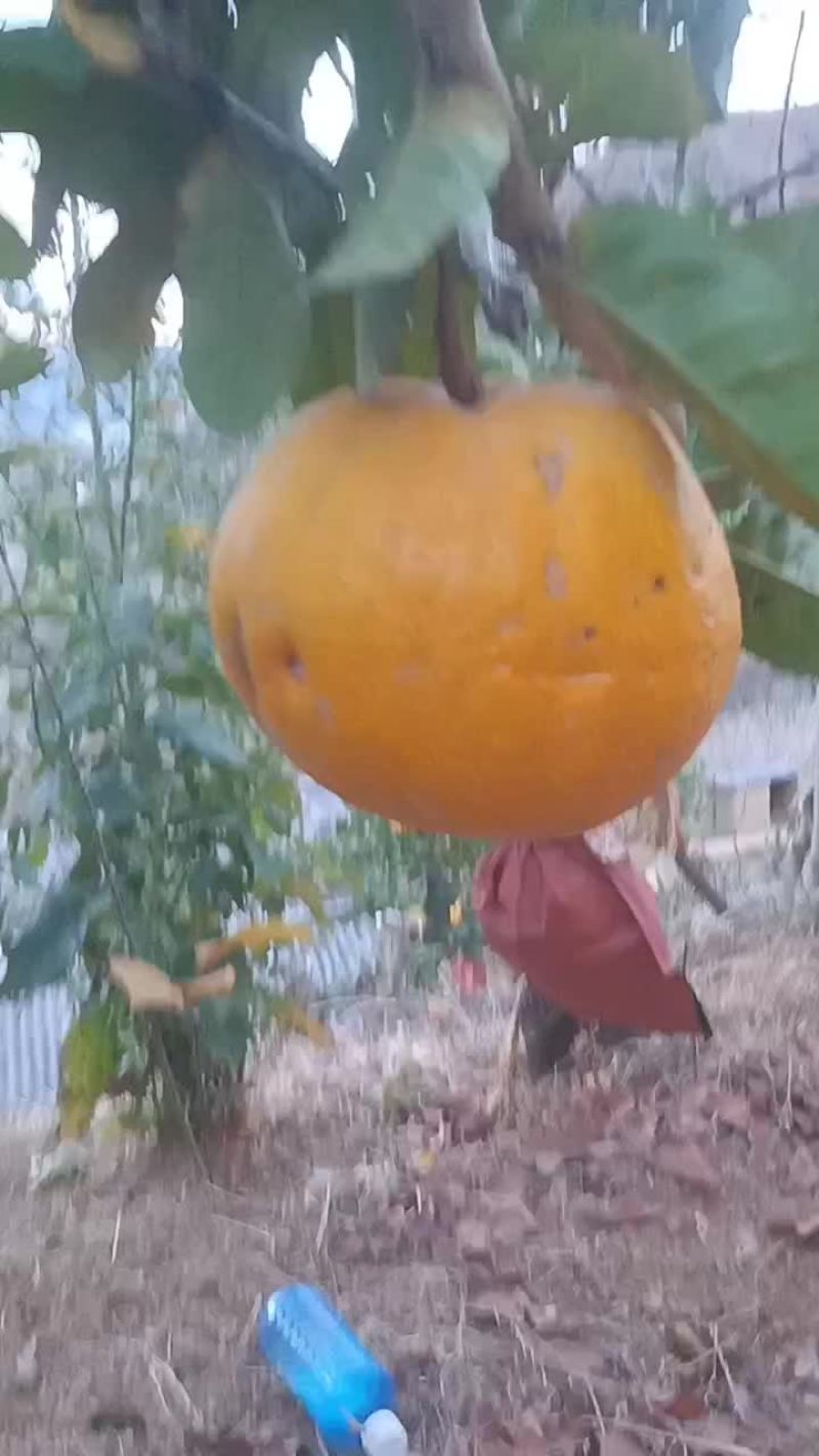 香橼果