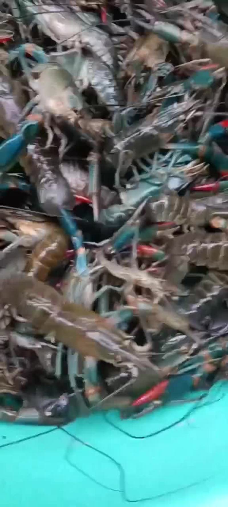澳洲龙虾