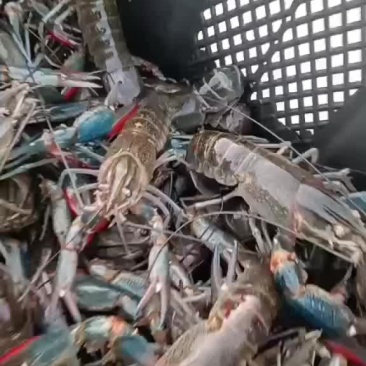 澳洲龙虾