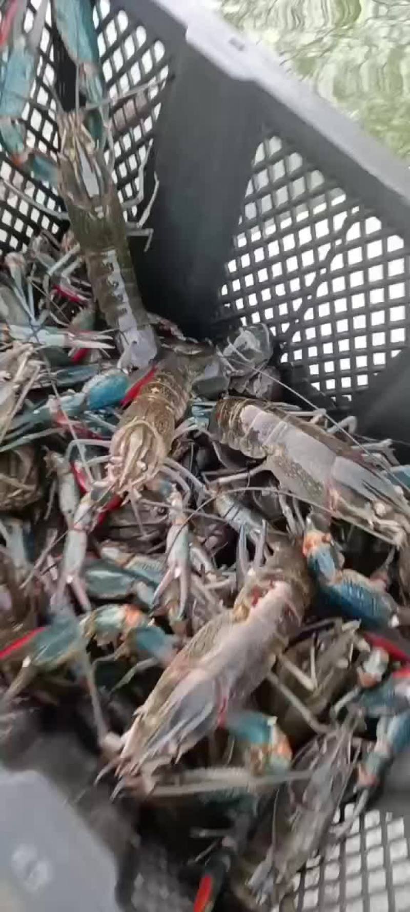 澳洲龙虾