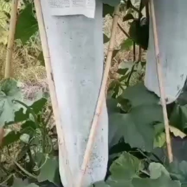 白皮吊冬瓜