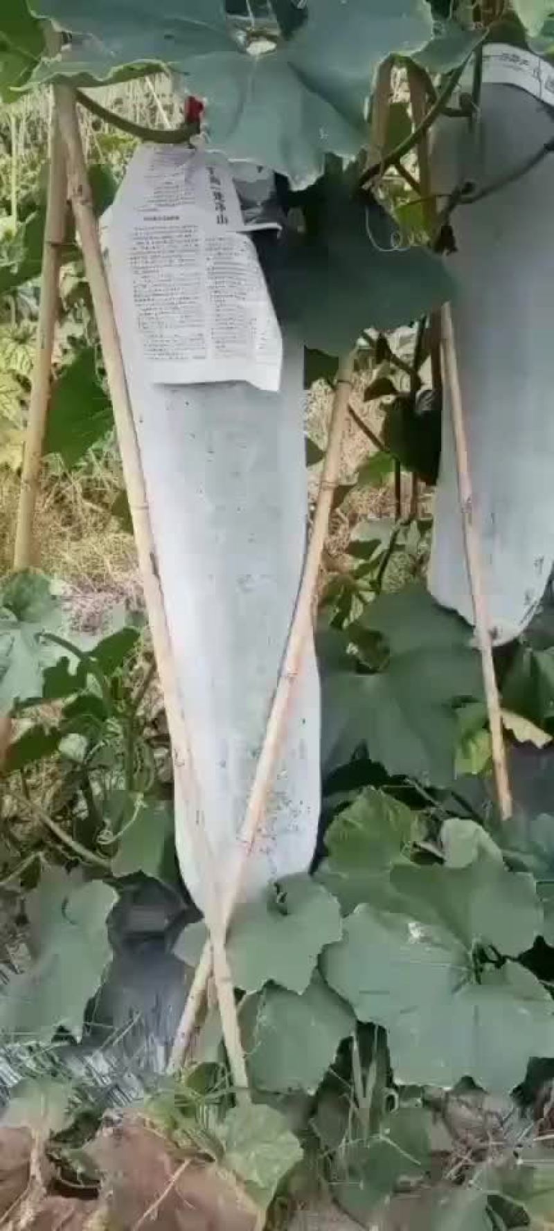 白皮吊冬瓜