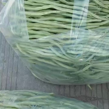 云南无筋豆