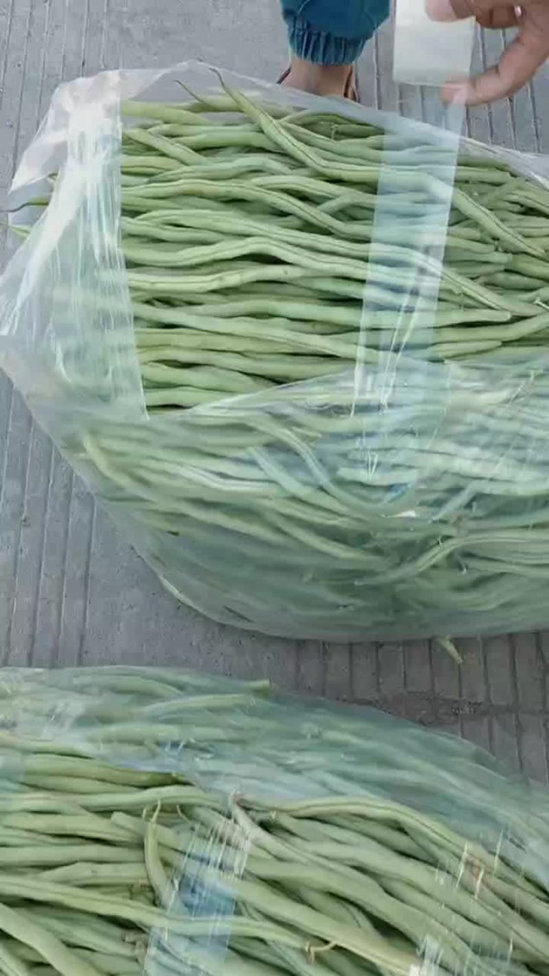 云南无筋豆