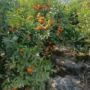 云南沃柑
