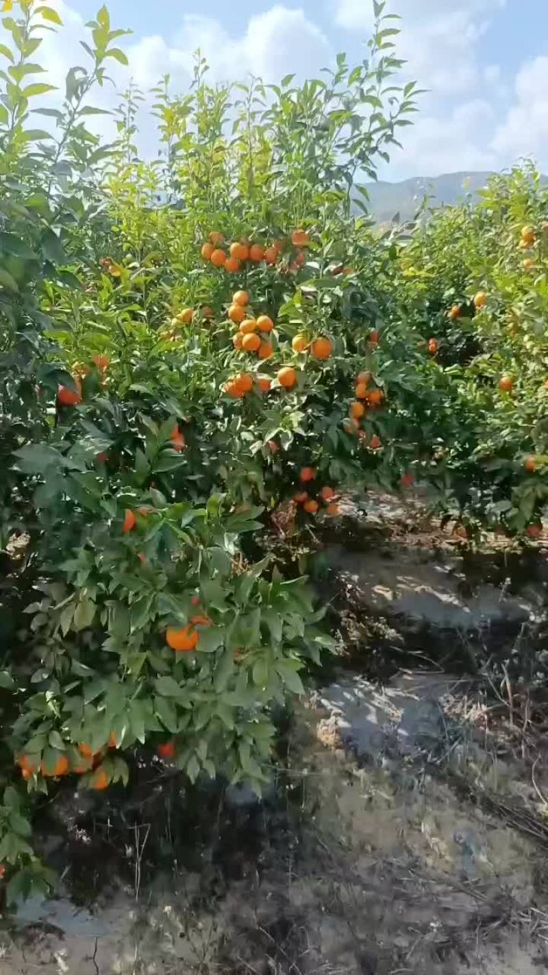云南沃柑