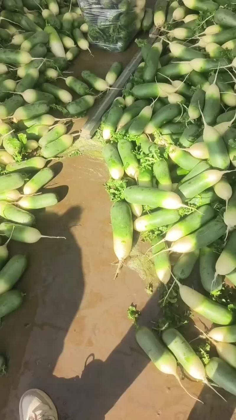 淮南水果萝卜。青萝卜