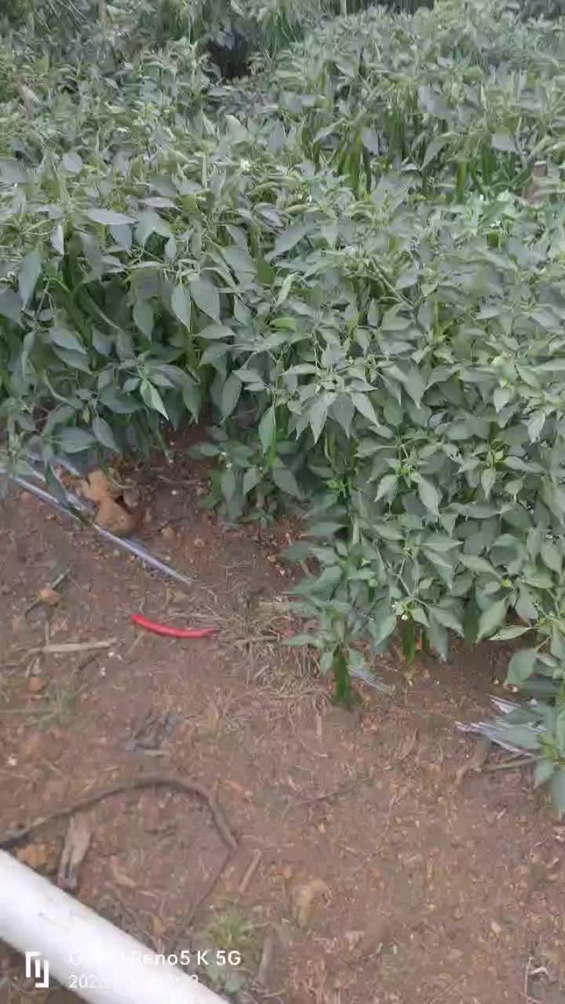 3号线椒