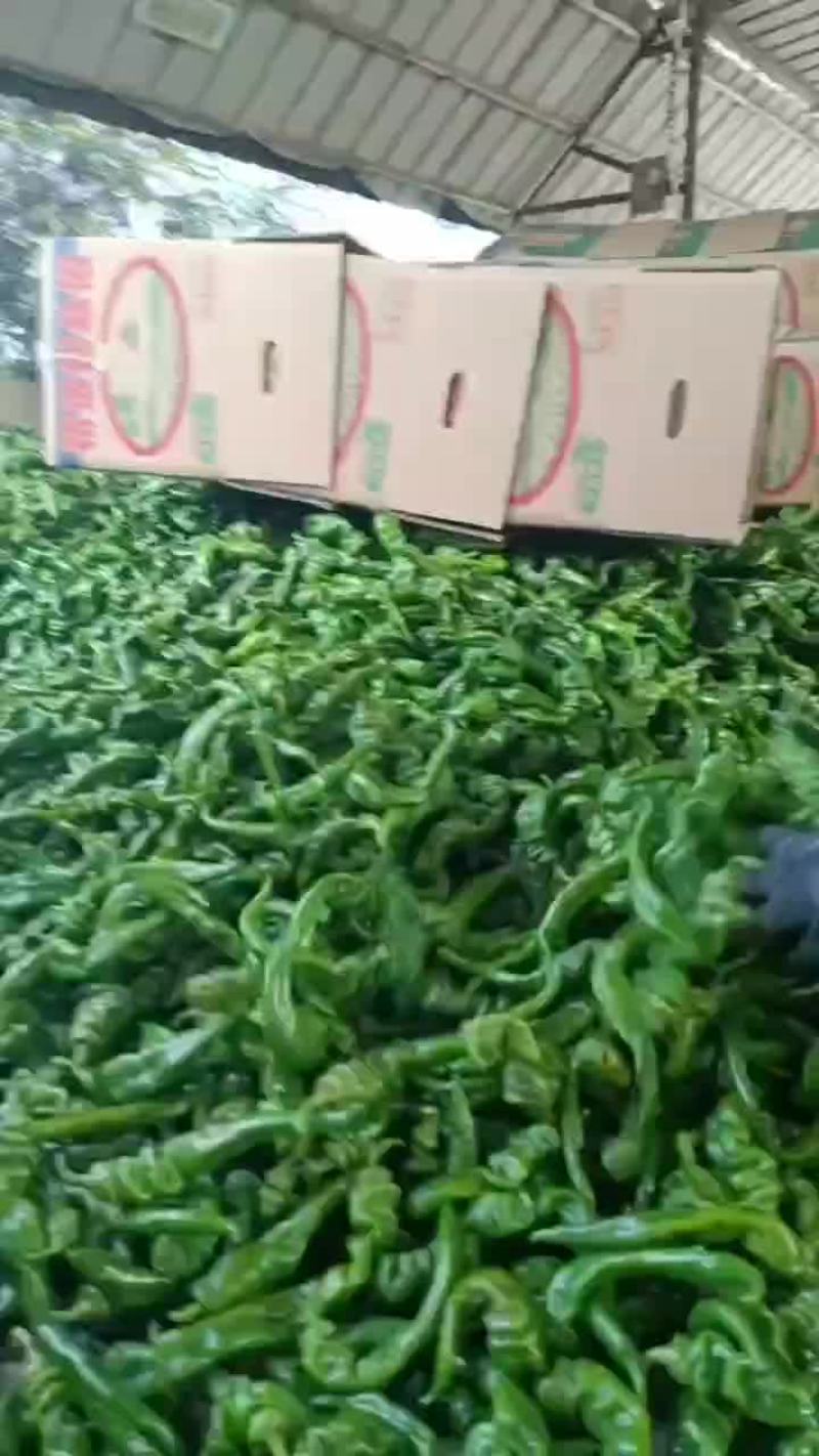 螺丝椒
