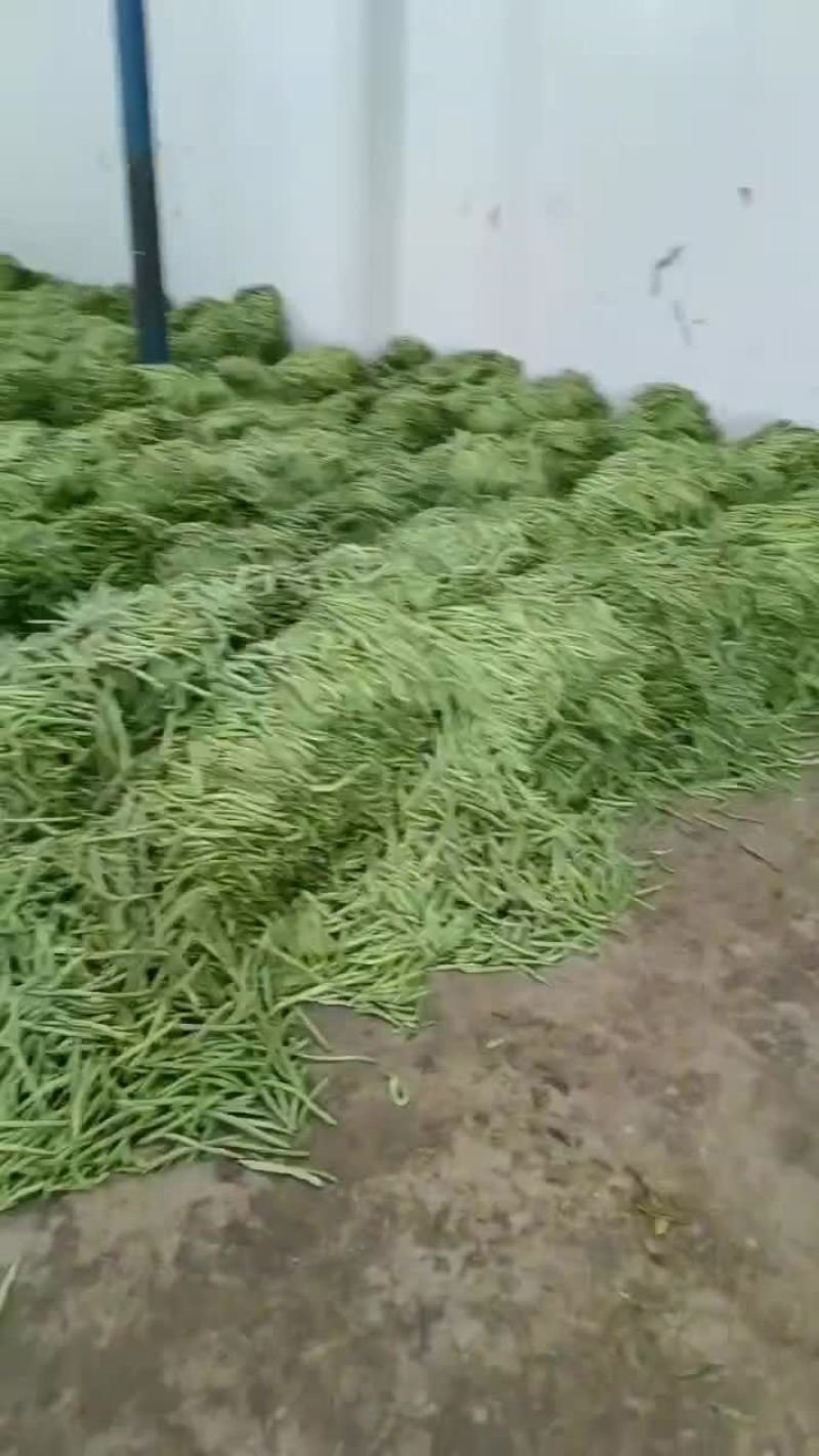 小金豆偏豆