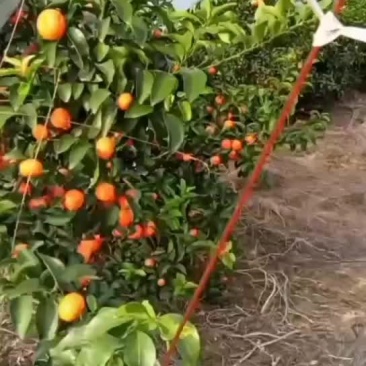 沙糖桔
