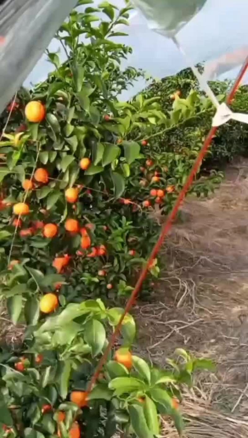 沙糖桔