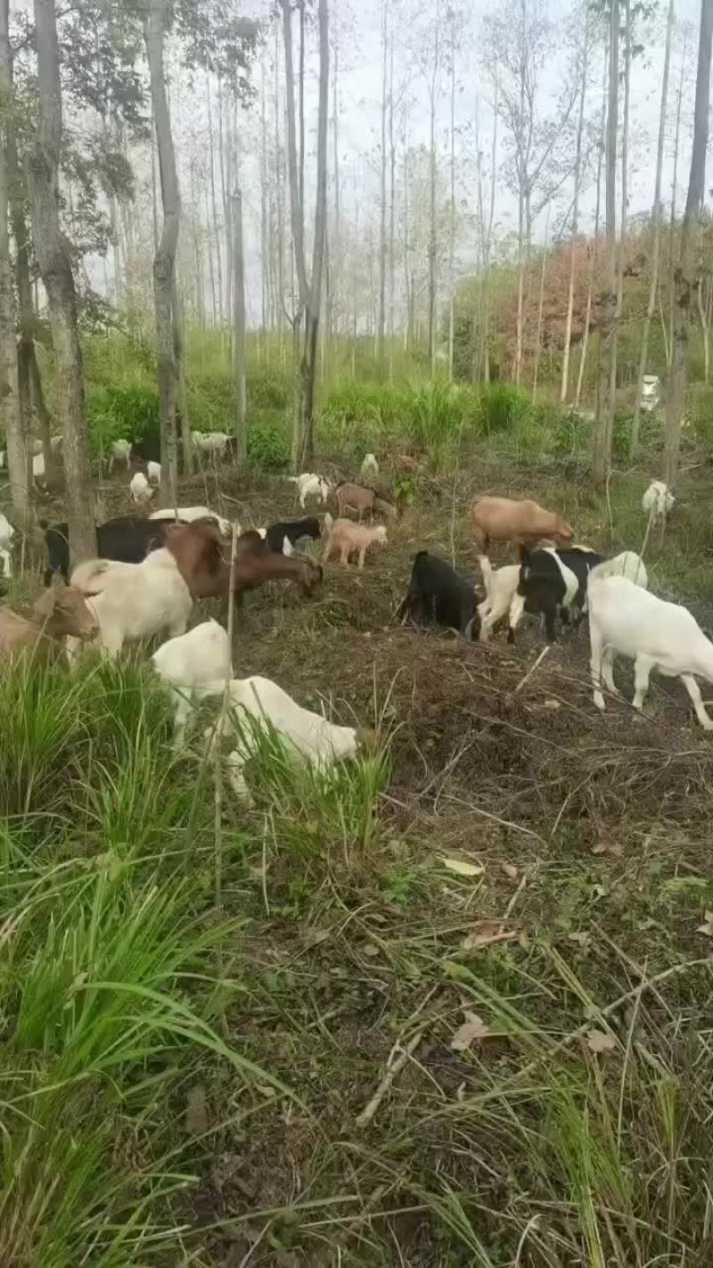出售黑山羊。种母羊，种公羊，白山羊，羊羔