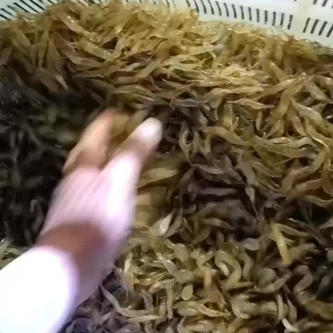 小河虾