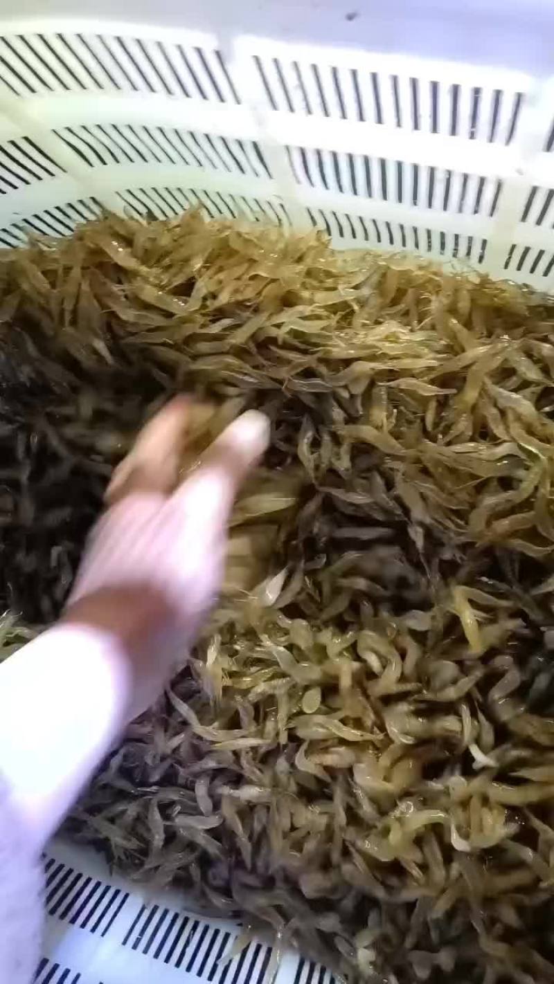 小河虾
