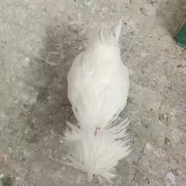 观赏鸡，长尾鸡，帽子鸡，婆罗门鸡，等等，