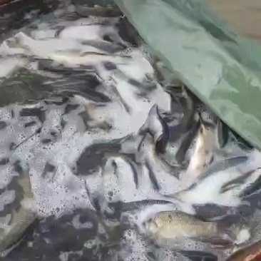 钓场回锅静养鲤鱼