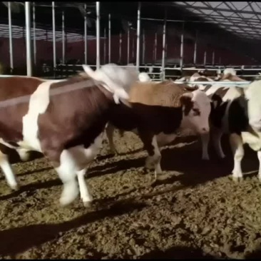 西门塔尔牛肉