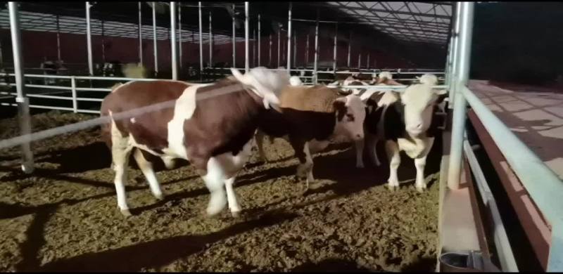 西门塔尔牛肉