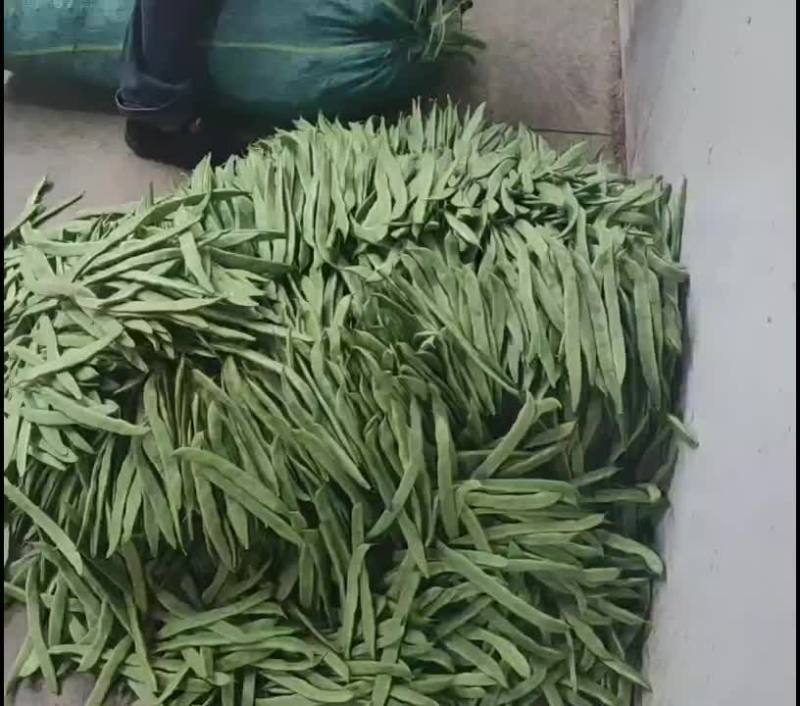 扁豆